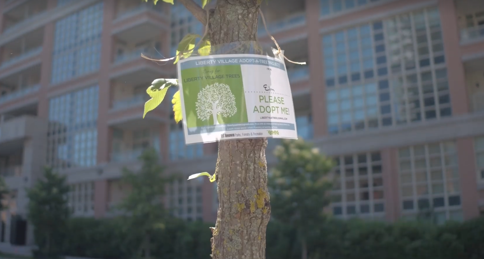 Liberty Village Adopt a Tree Beanfield Blog